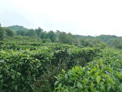 茗企腾飞丨科技助力茶业,科学改变农业