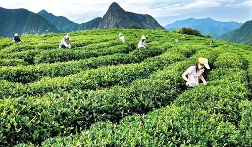 那杯茶,衍圣公喝出了 衢州有礼 全文欣赏