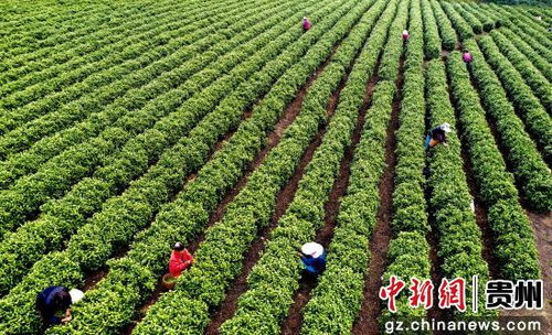 贵州播州 白茶飘香采摘忙 产业兴旺助增收