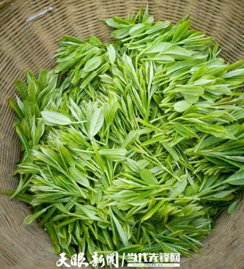 茶叶种植能手汪劲超 返乡兴业 大有所为