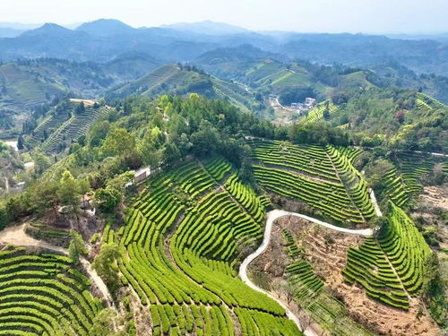 春天里的中国 采茶春山上丨一芽一叶酿金波 青山茶账写共富