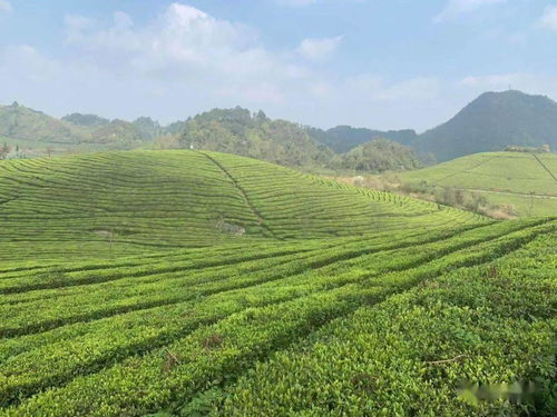茶园种植面积全国第一 贵州茶叶加工企业及合作社已达5726家