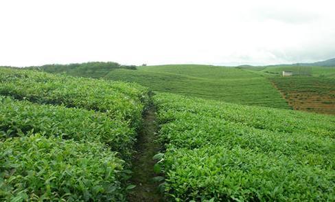 普洱茶种植的主要地区是哪些