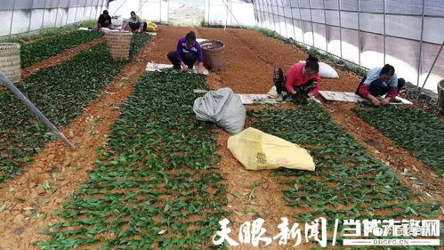 板桥镇 荒地种茶叶 致富路更宽