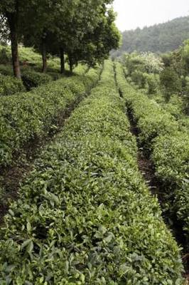 茶
