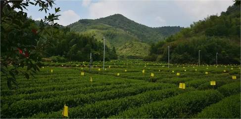 千岛湖茶能否“茶香飘遍神州”,你的这一票将至关重要!