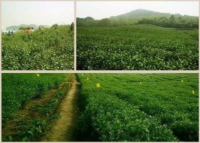 三山环绕!张家港这块风水宝地,种着最高可卖2000元/斤的农产品!