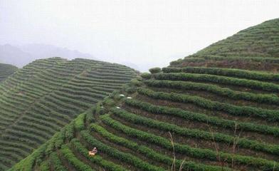 农村山地不通电,水,路,应该种植什么经济作物?