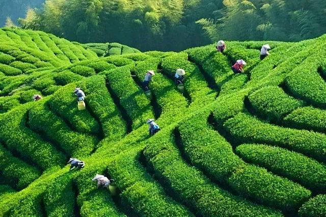 真相:挖光山头原来是种植茶叶