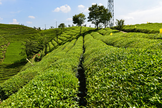 茶茶树茶园
