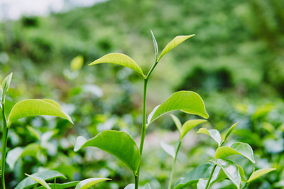 关闭新鲜的绿茶叶