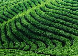 4大茶区,为什么主产的茶叶不同?