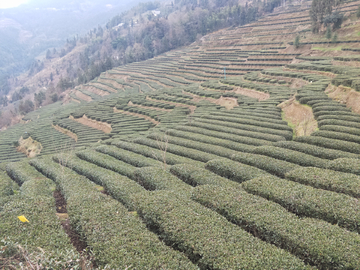 茶树茶园