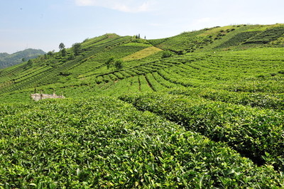 茶园风光,茶山风景,茶园茶叶
