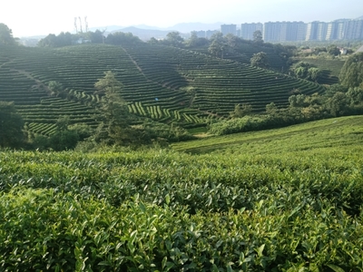 文化创意中的茶乡叶埠桥