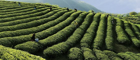 赣茶集团:讲好"赣茶+"故事,让江西茶走出江西