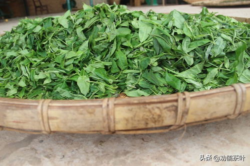 普洱茶野生种类名称 探究普洱茶中的野生茶树品种