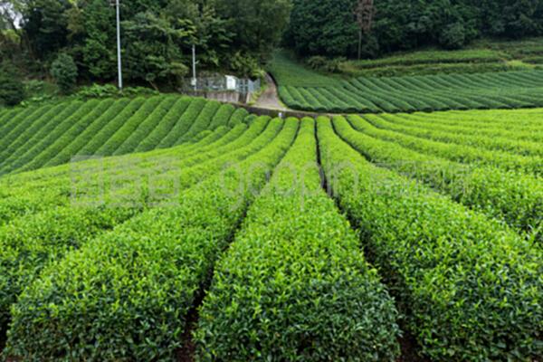 鲜茶场