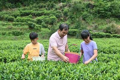 陈永强:子承父业只为茶香
