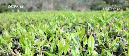 对口支援西藏30周年 跨越山海,格桑花开 高原好物 圈粉 海外