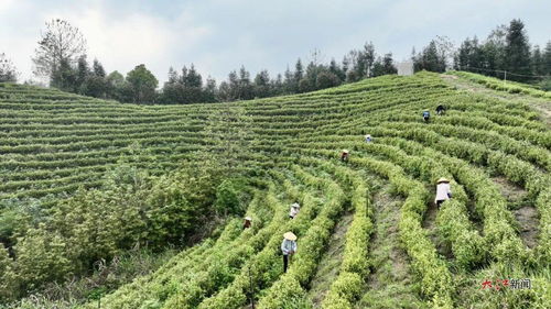 茶叶成为分宜县钤山镇农民增收致富一大产业 图