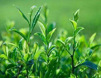 历芬 水仙茶饼往事