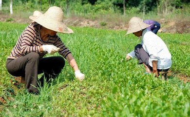油茶种子怎么种植
