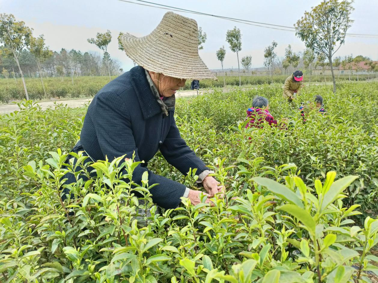 孝昌花西乡头茶开采!