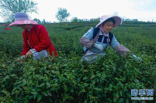 河南光山 种植茶叶富全村