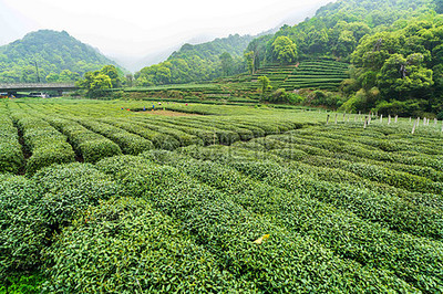 茶 茶叶
