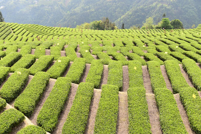 茶叶茶树