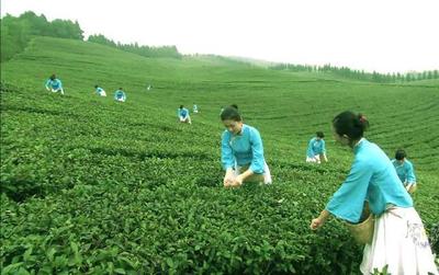 市面上很贵的茶叶,成本到底是多少钱?