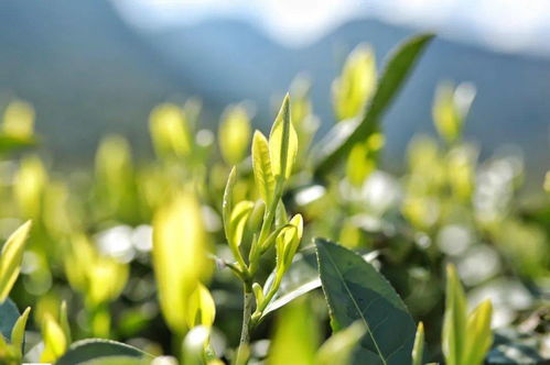 一袭茗香雪域来：雪域高原的茶叶种植之路