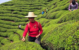 土苗茶乡茶飘香：树木种植经营之道