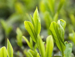 中国十大名茶与绿茶的益处及树木种植经营