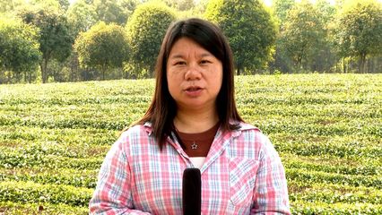 锦山茶厂 春来茶香飘山间，采茶制茶忙不停