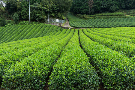 玉露茶 源自日本的高端绿茶及其种植艺术