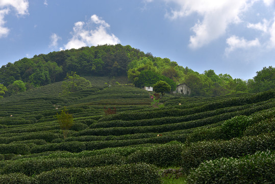 高山茶园的生态种植与经营管理