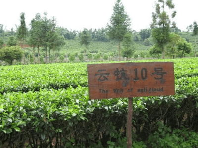 普洱茶品质与树种有关？四个名贵品种与种植经营解析