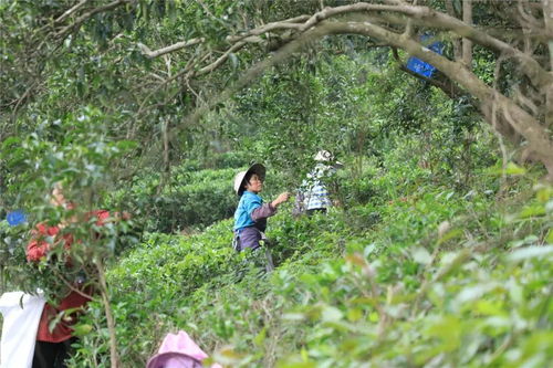 喜报 金壮帽杏香红茶斩获广西十大古树红茶优秀品牌第一名