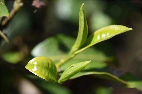 临沧普洱茶制作工艺 从茶树种植到成品呈现的全面解析及非遗保护探讨