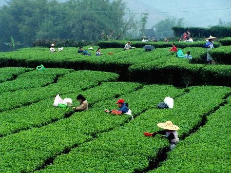 云南临沧特产勐库茶 种植与经营之道