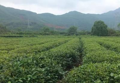 盘陀金萱茶 国家地理标志产品的茶叶种植