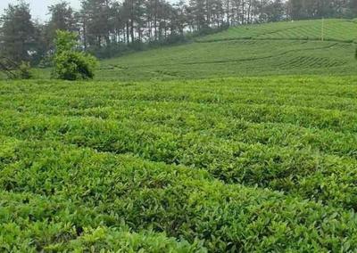 南阳桐柏玉叶茶 地理标志茶香的传奇