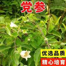 野生金花茶的树木种植与经营策略