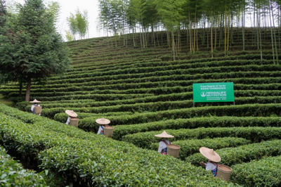 科学创新立足服务 康宝莱将继续发力中国市场茶叶种植