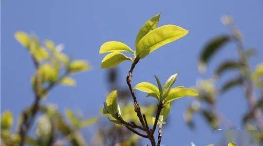 要素交易场所发展活力十足，树木种植经营迎来新机遇