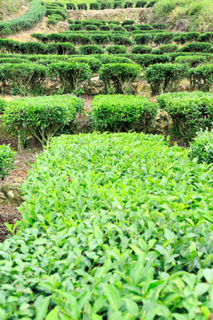 茶叶种植 从茶园到茶杯的文化与技艺