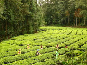 乐游秘境 云南临沧副市长力荐三条精品树木种植经营主题线路